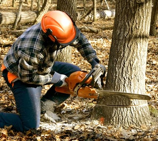 Tree Removal in Lake Minchumina, AK